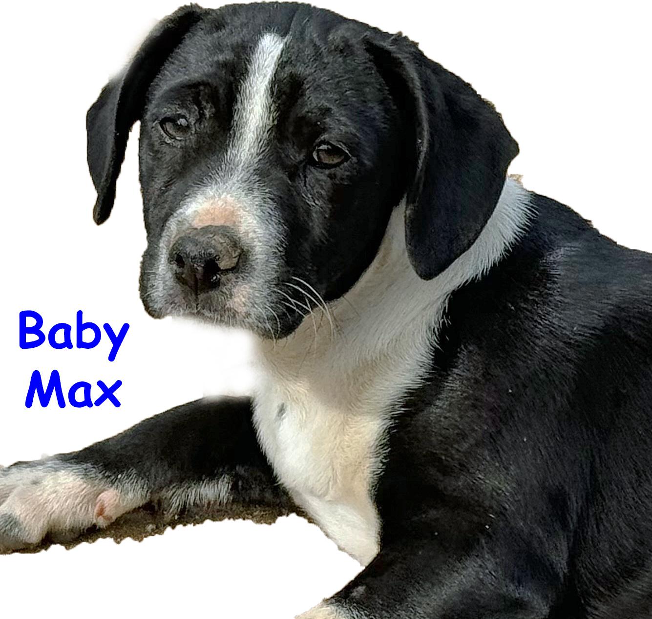 Enlarge Lil' Max, a ADOPTABLE mixed breed in Poway, CA image 3/6