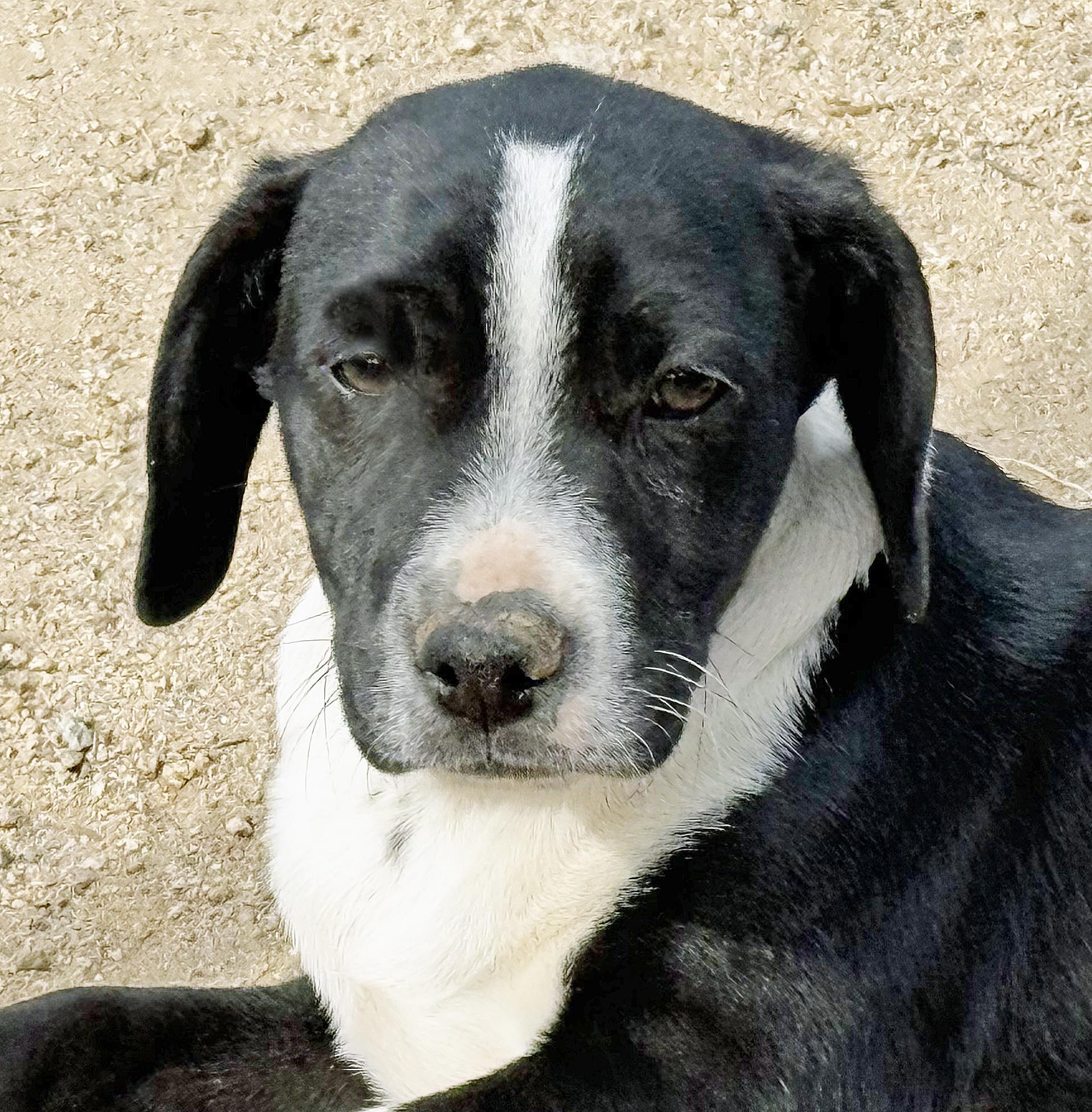 Enlarge Lil' Max, a ADOPTABLE mixed breed in Poway, CA image 4/6