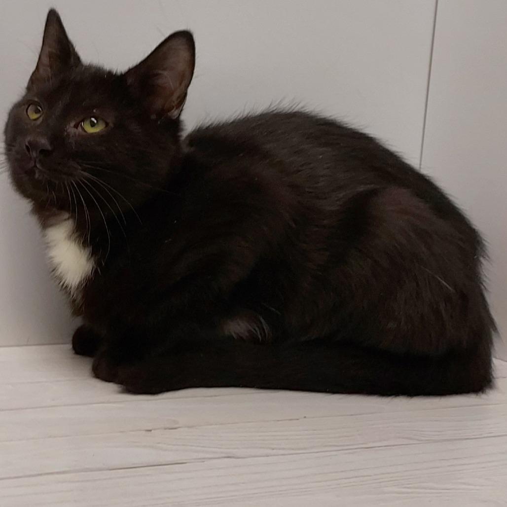 Padre, Adoptable, Kitten Male Domestic Medium Hair.