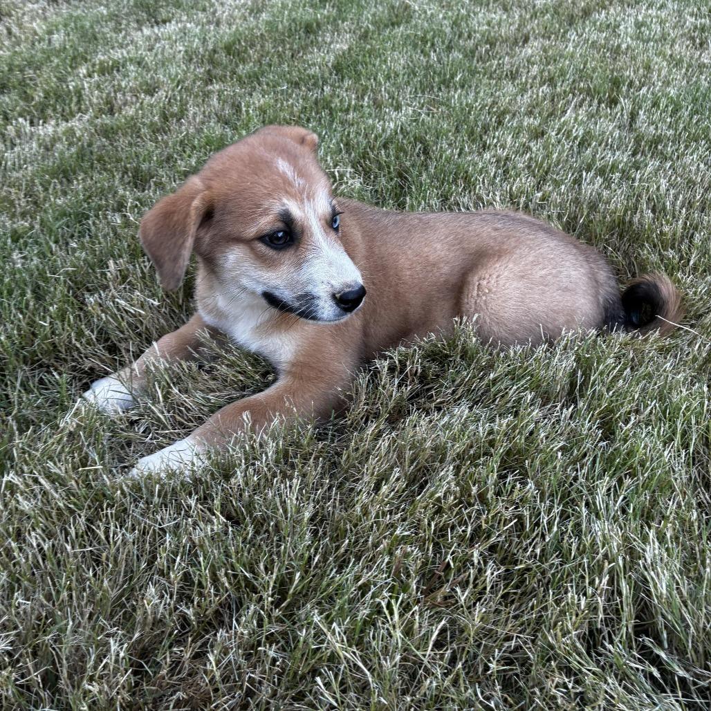 Enlarge Buddy, a Adoptable mixed breed in Cordova, TN image 2/4