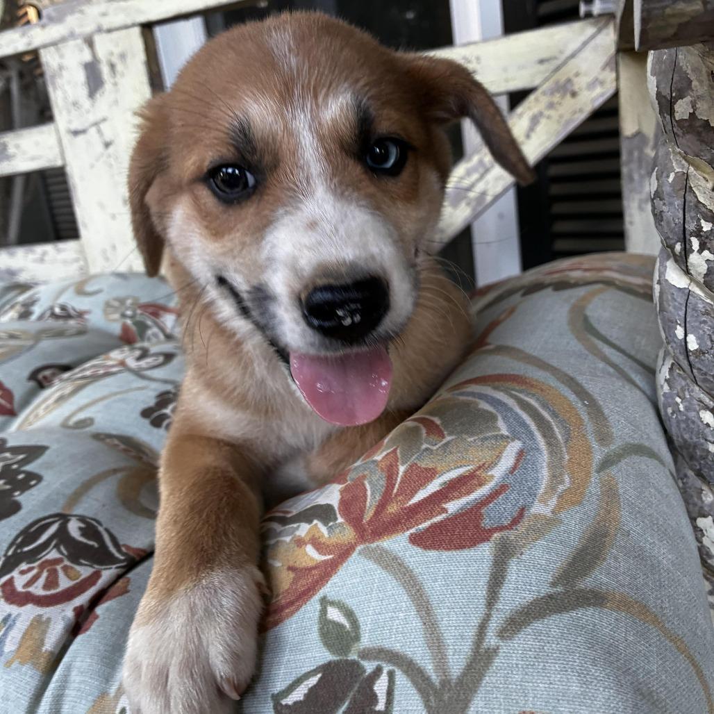 Enlarge Buddy, a Adoptable mixed breed in Cordova, TN image 3/4