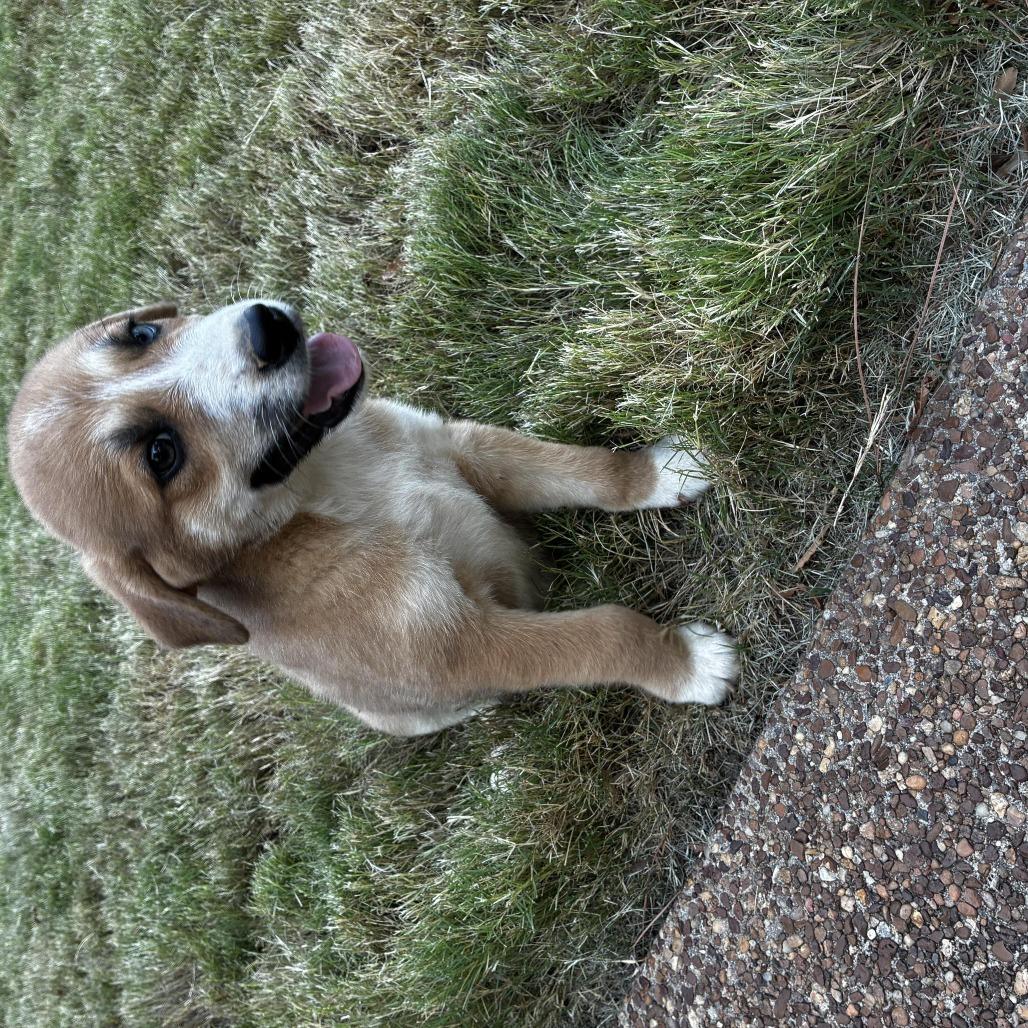 Enlarge Buddy, a Adoptable mixed breed in Cordova, TN image 4/4