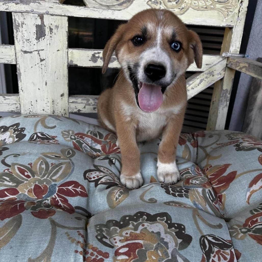Buddy, Adoptable, Puppy Male Australian Cattle Dog / Blue Heeler & English Coonhound.