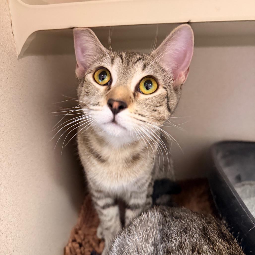 Enlarge Grace, a Adoptable mixed breed in Pagosa Springs, CO image 1/3