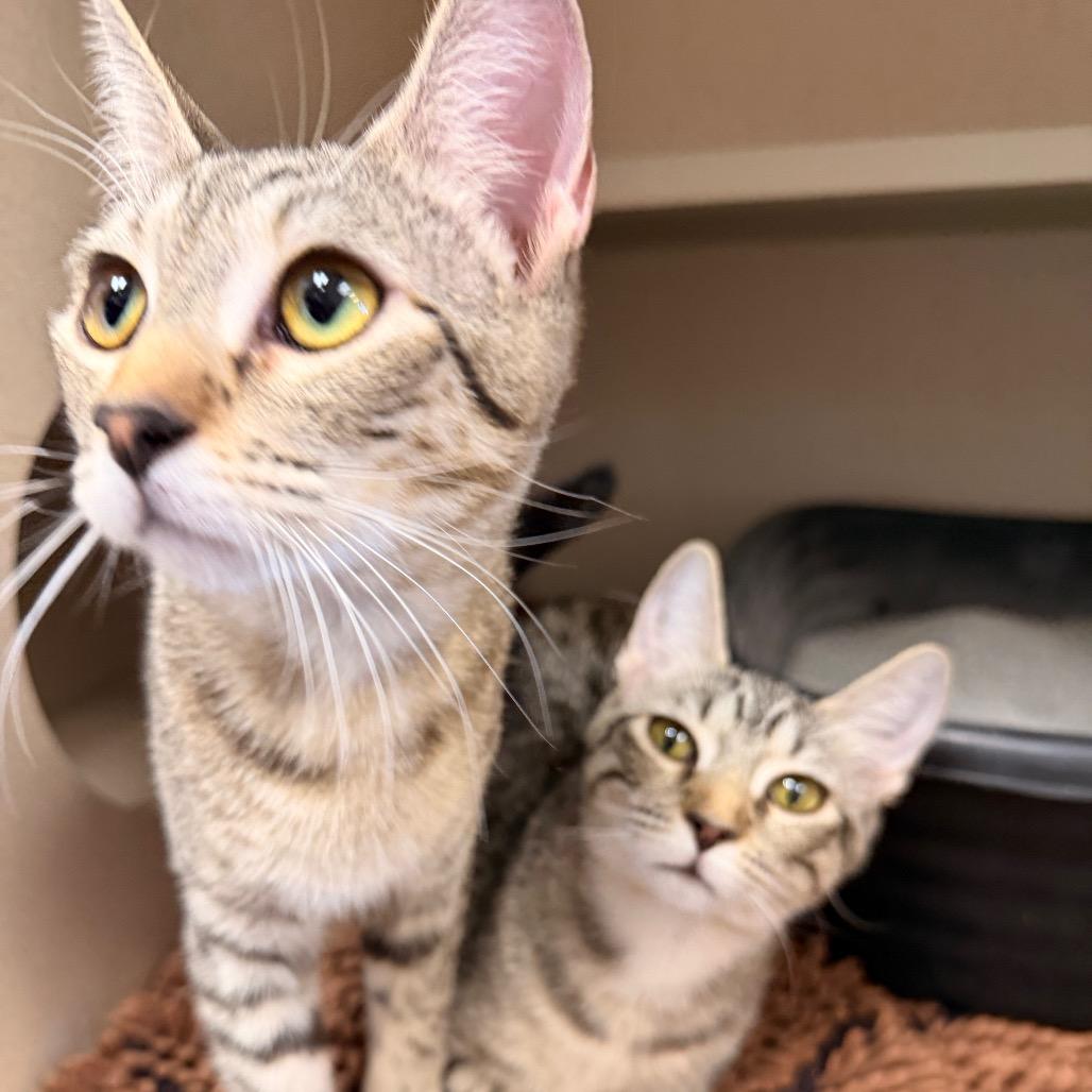 Enlarge Grace, a Adoptable mixed breed in Pagosa Springs, CO image 2/3