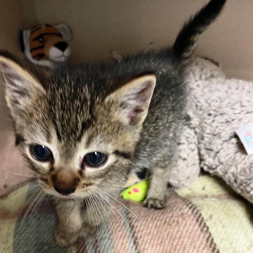 Enlarge Grace, a Adoptable mixed breed in Pagosa Springs, CO image 3/3