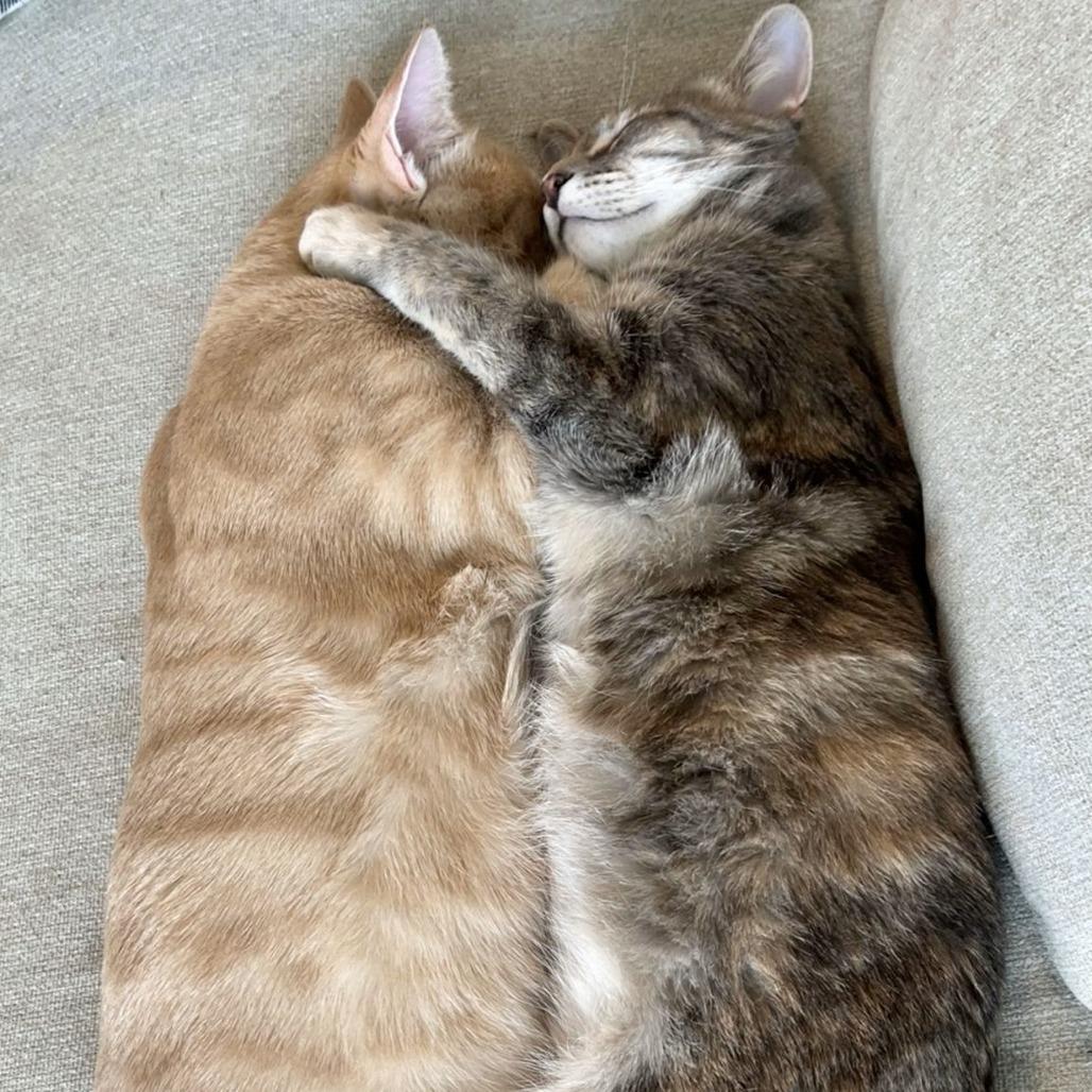 Isadora, a Adoptable Domestic Short Hair in Lions Bay, BC image 1/6