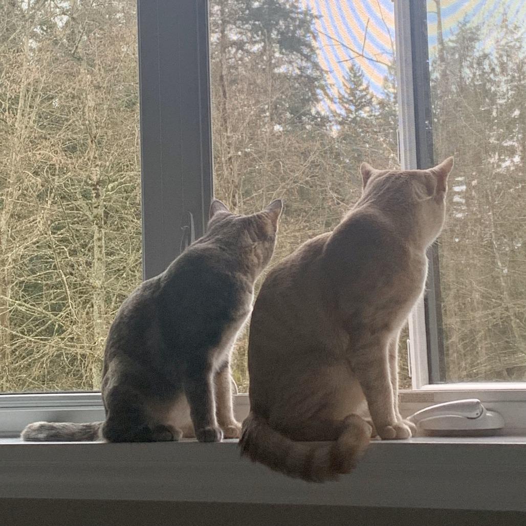 Isadora, a Adoptable Domestic Short Hair in Lions Bay, BC image 5/6