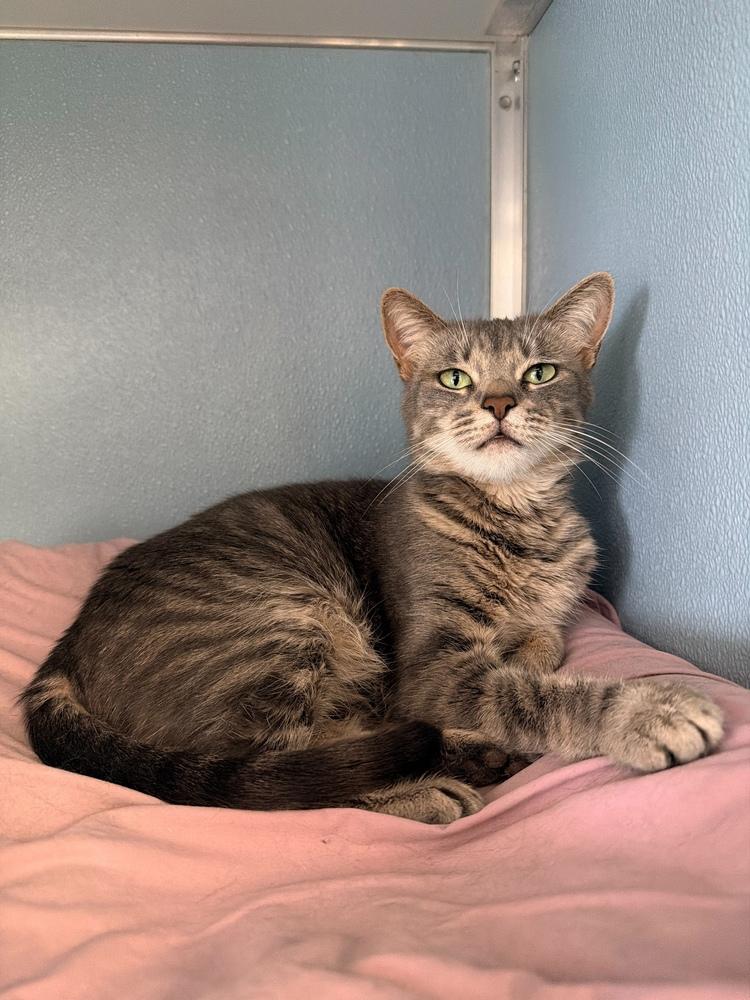 Enlarge Poppy, a Adoptable mixed breed in Milltown, NJ image 1/3