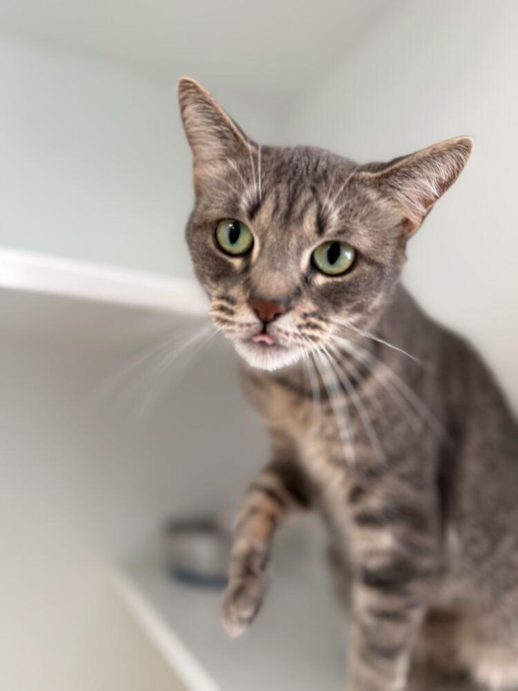 Enlarge Poppy, a Adoptable mixed breed in Milltown, NJ image 2/3