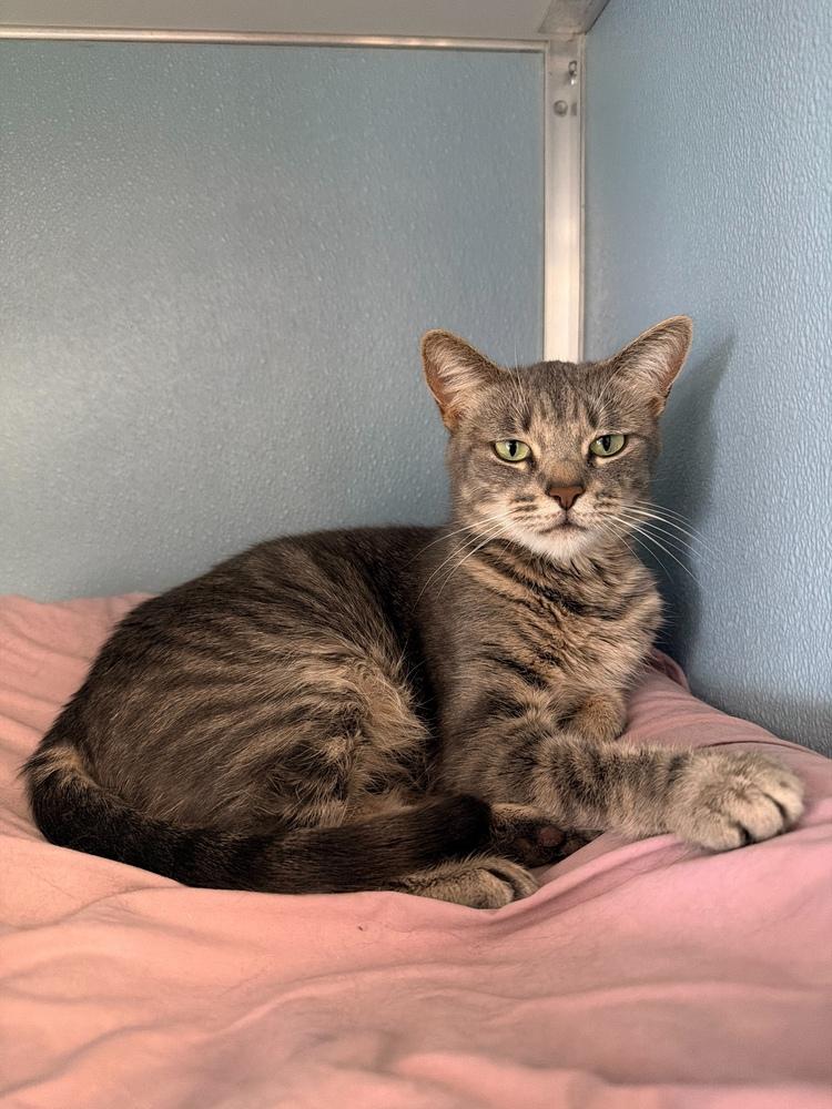 Enlarge Poppy, a Adoptable mixed breed in Milltown, NJ image 3/3