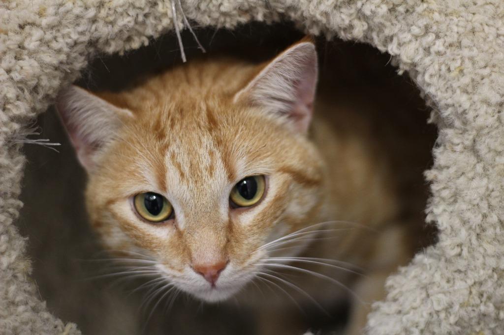 Tiger, Adoptable, Young Male Domestic Short Hair.