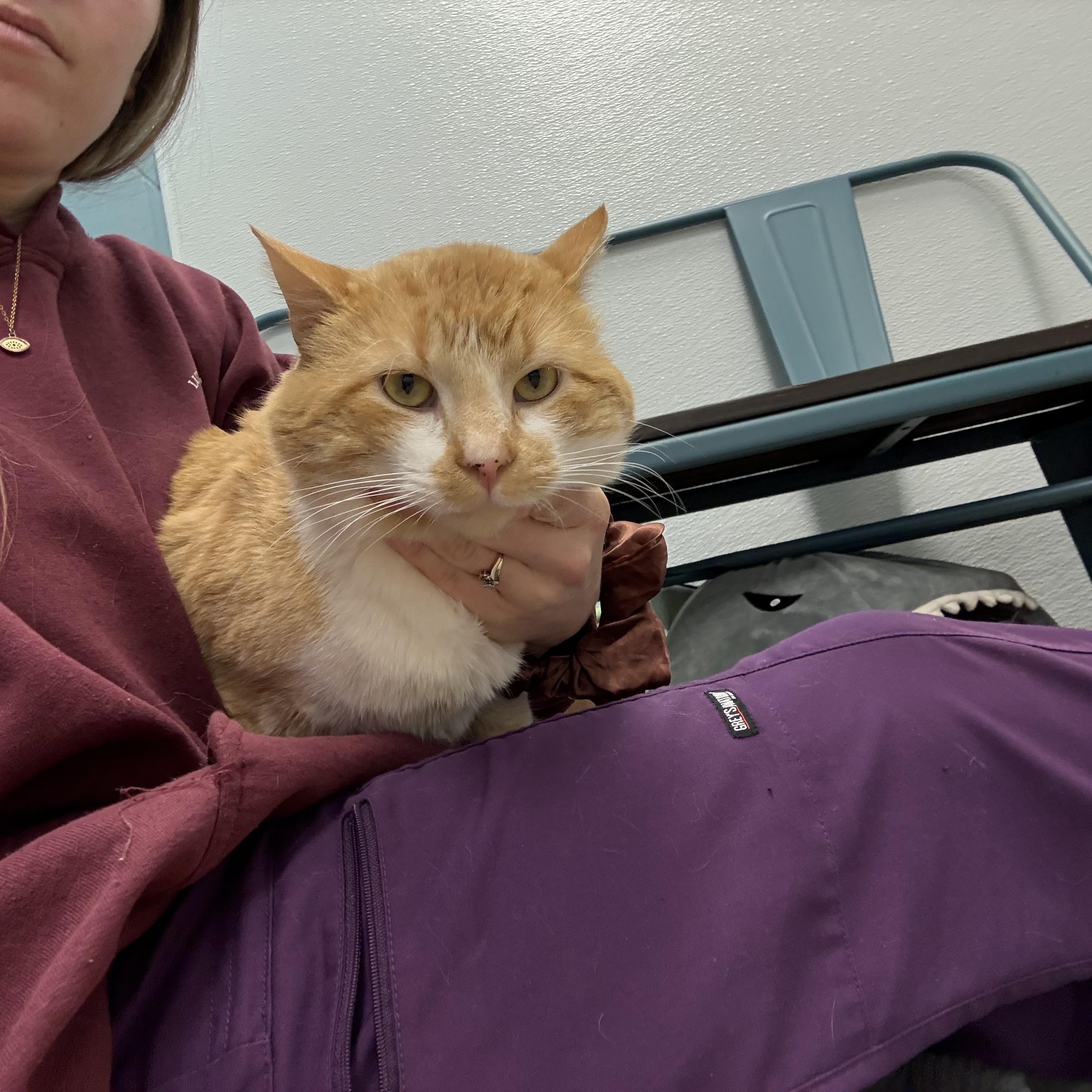 Enlarge Wally, a other Domestic Short Hair in Saint Charles, MO image 4/5