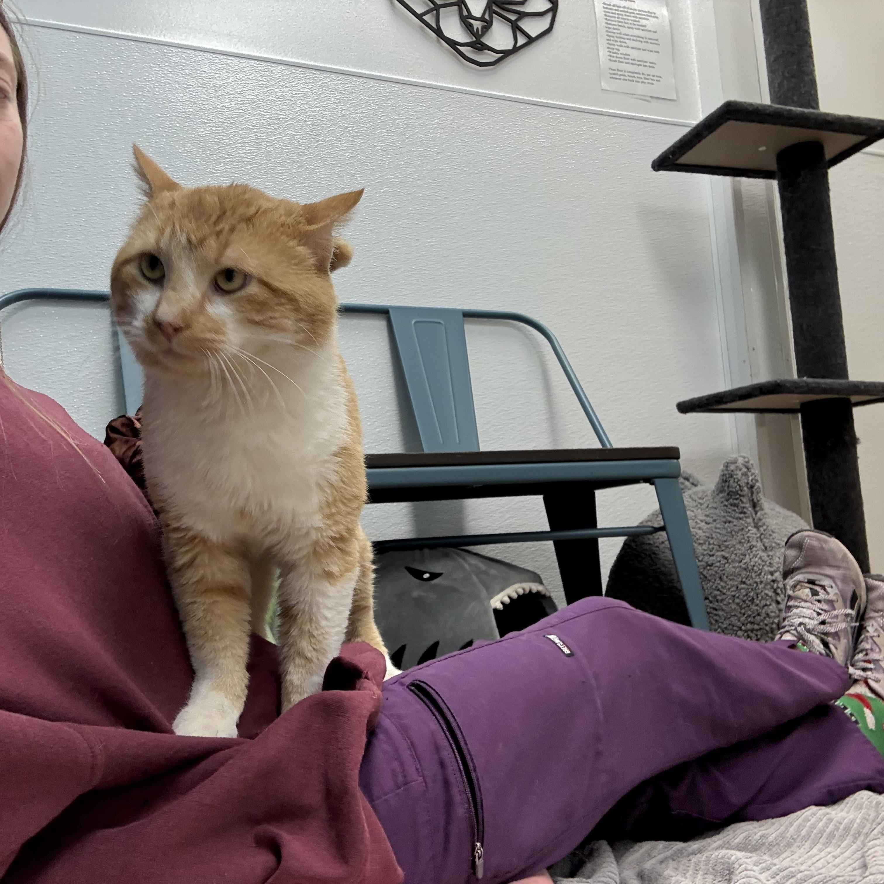 Enlarge Wally, a other Domestic Short Hair in Saint Charles, MO image 5/5