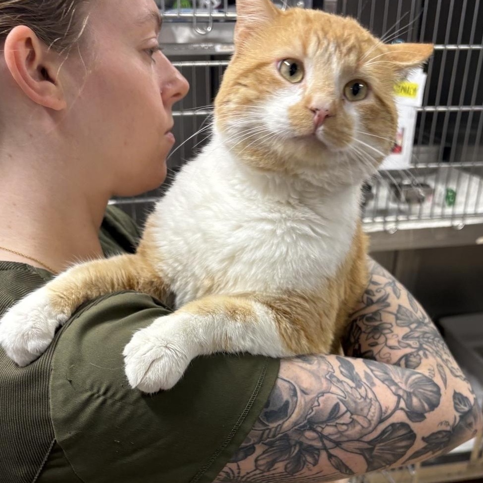 Wally, ADOPTABLE, Young Male Domestic Short Hair.