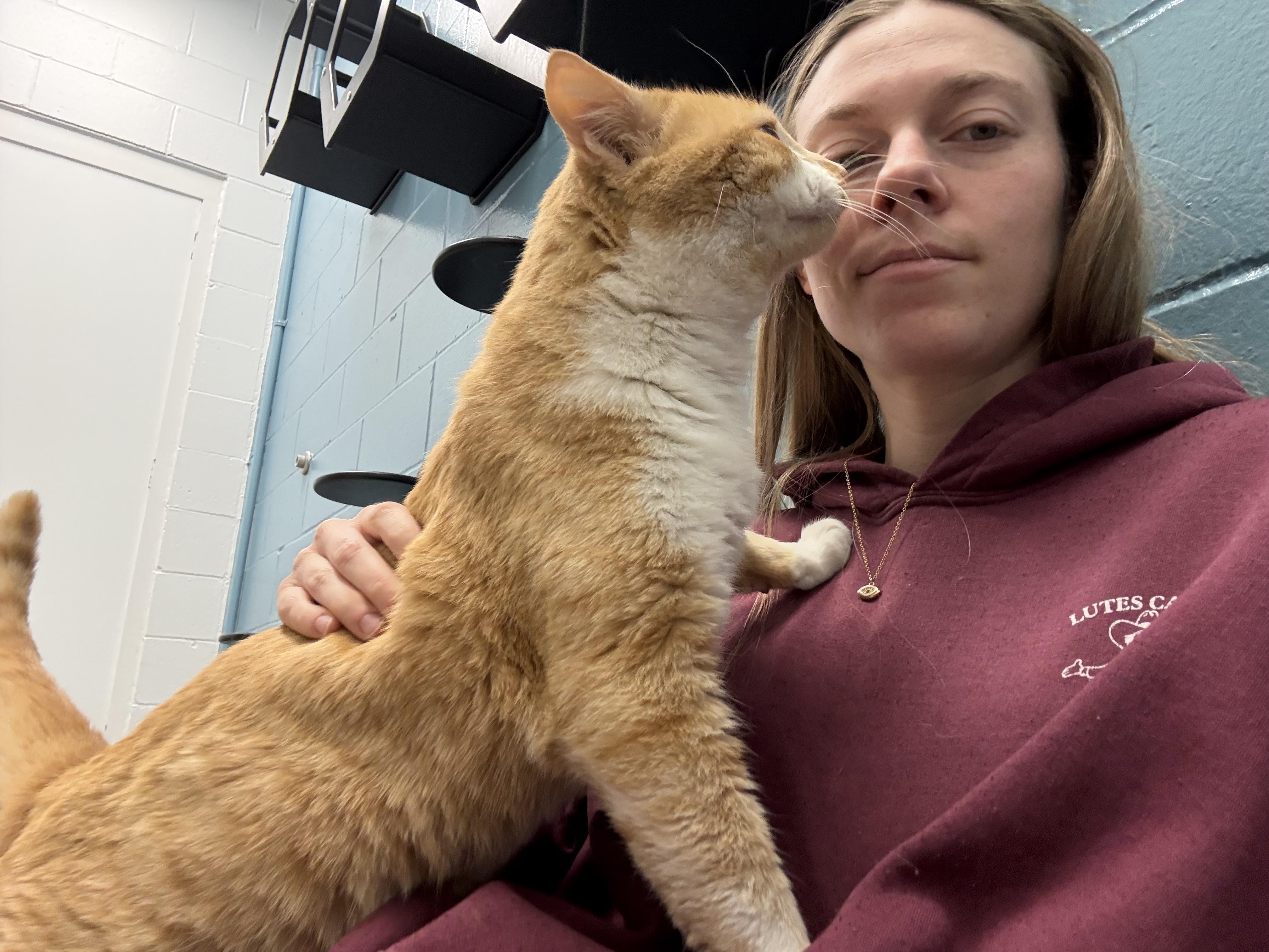 Enlarge Wally, a other Domestic Short Hair in Saint Charles, MO image 3/5