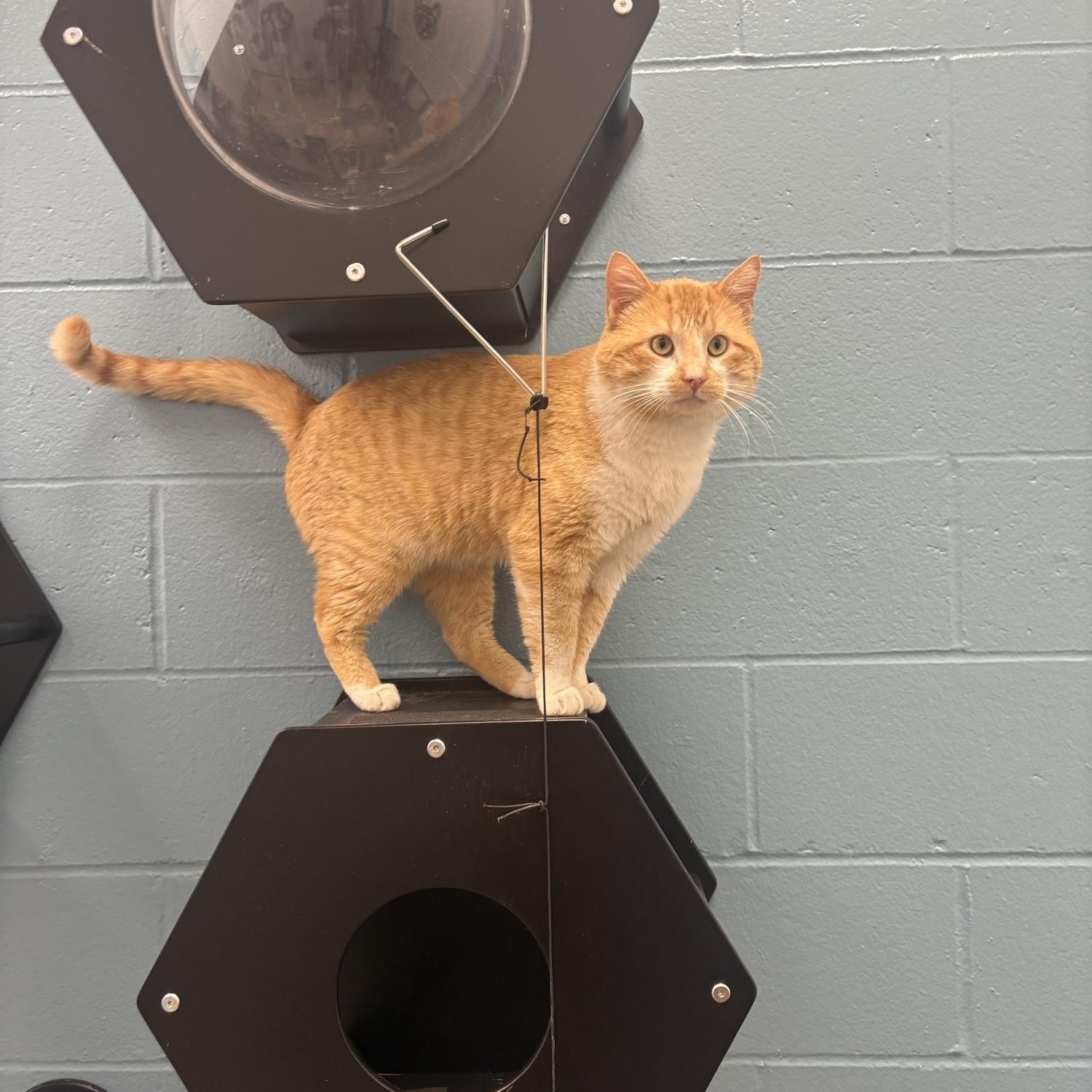 Enlarge Wally, a other Domestic Short Hair in Saint Charles, MO image 2/5