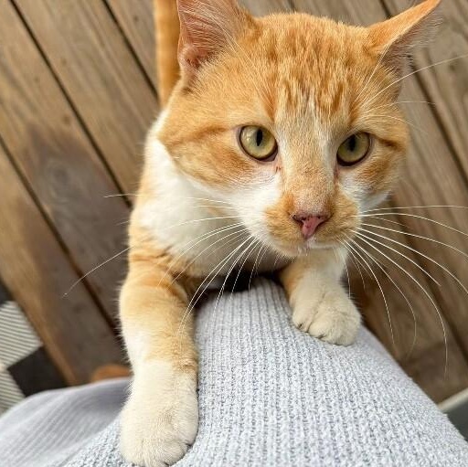 Enlarge Wally, a ADOPTABLE Domestic Short Hair in Saint Charles, MO image 1/1