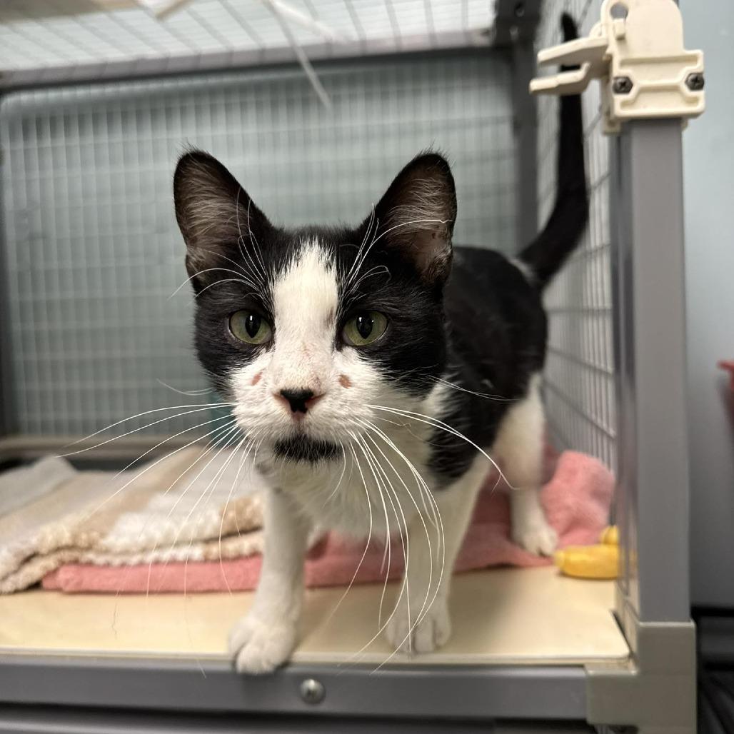Bonsai, Adoptable, Young Male Domestic Short Hair.
