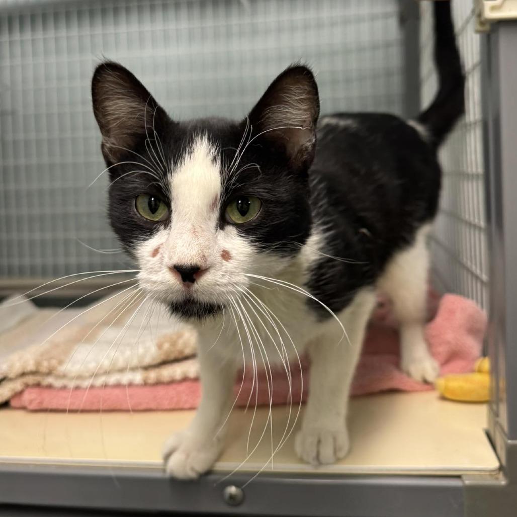 Bonsai, a Adoptable Domestic Short Hair in Edwardsville, IL image 2/2