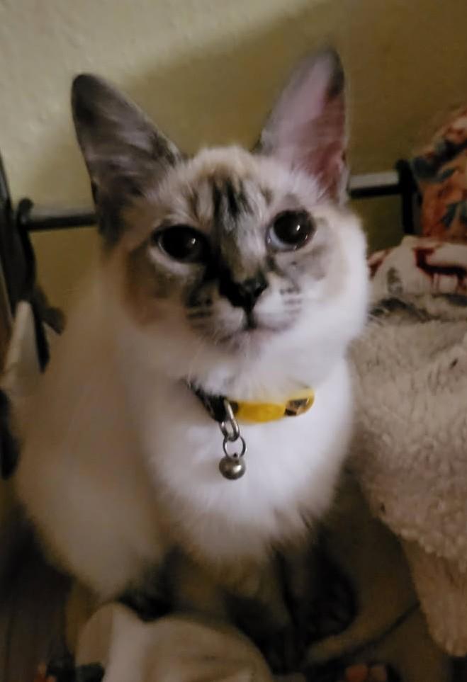 Enlarge Our Royal Beauty with a Kitten’s Heart, Cleocatra, a Adopted mixed breed in Toledo, OR image 1/1