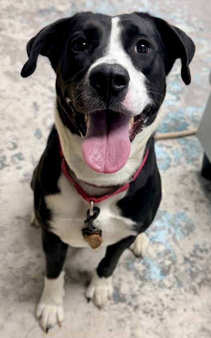 Enlarge Timber, a Adoptable mixed breed in Cincinnati, OH image 1/3