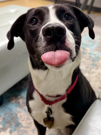 Enlarge Timber, a Adoptable mixed breed in Cincinnati, OH image 2/3