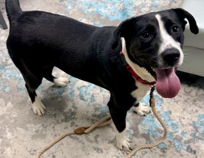 Enlarge Timber, a Adoptable mixed breed in Cincinnati, OH image 3/3