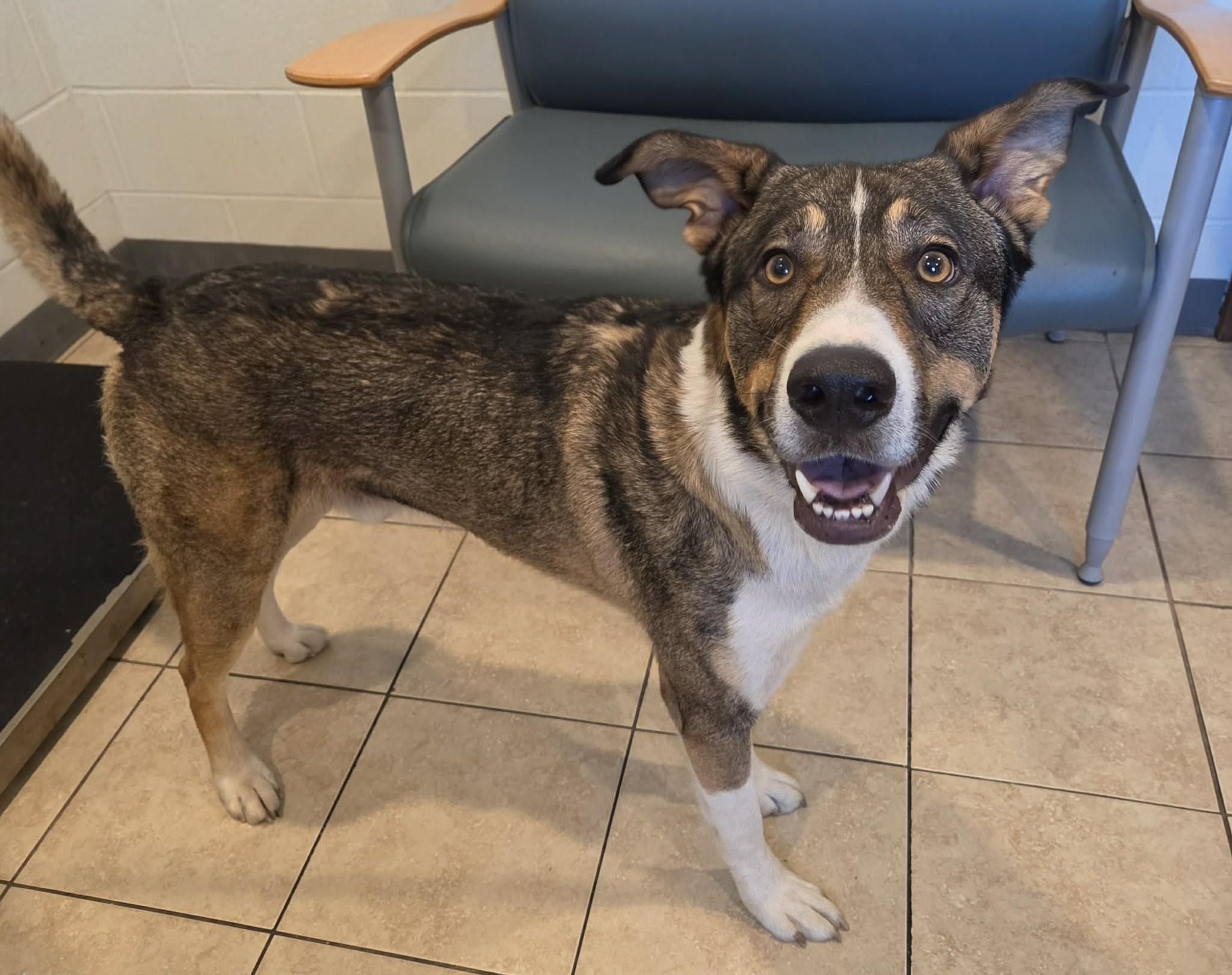 Atlas, a ADOPTABLE mixed breed in Sparta, WI image 2/3
