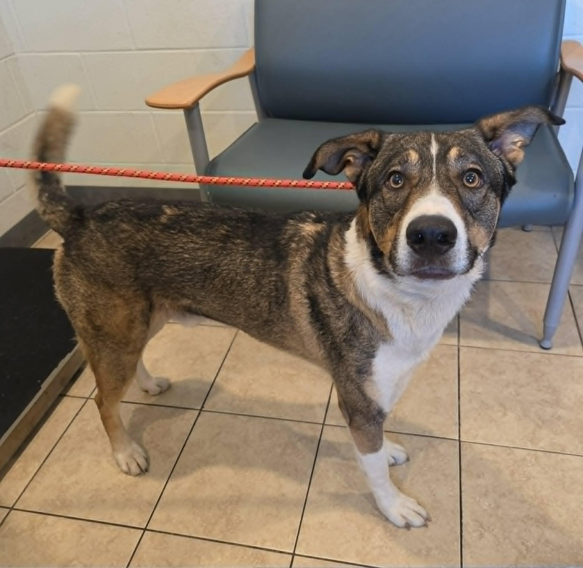 Atlas, a ADOPTABLE mixed breed in Sparta, WI image 3/3