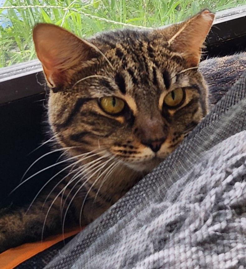 Enlarge Slurpee, a Adoptable Domestic Short Hair in Oviedo, FL image 2/3