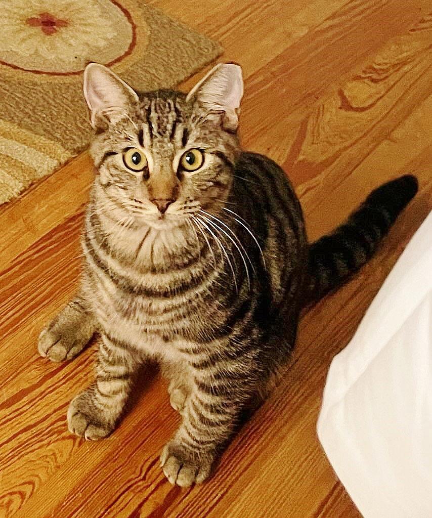 Enlarge Slurpee, a Adoptable Domestic Short Hair in Oviedo, FL image 3/6