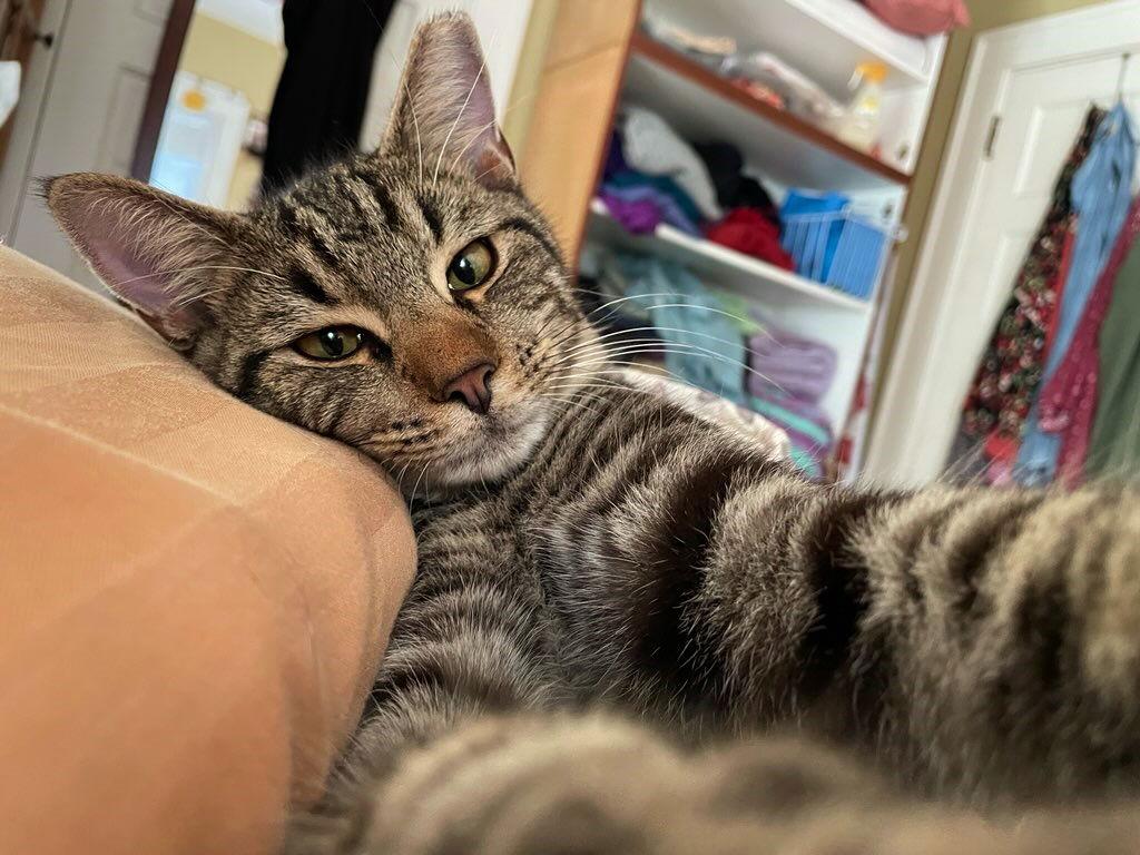 Enlarge Slurpee, a Adoptable Domestic Short Hair in Oviedo, FL image 4/6