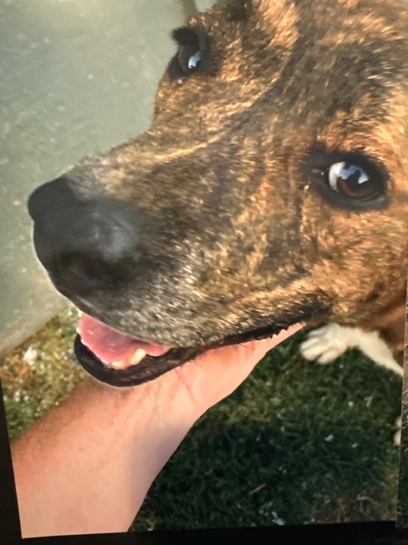 RUBY, Young Female Dutch Shepherd