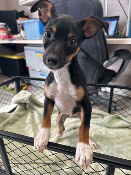 Enlarge 903 Gully, a Adopted mixed breed in Pleasanton, CA image 2/2