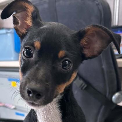 903 Gully, Adopted, Puppy Male Mixed Breed & Mixed Breed.