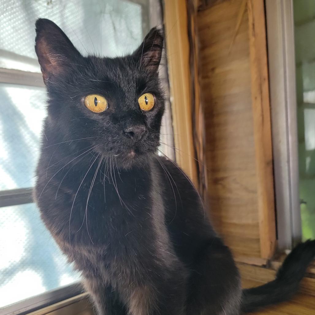 Minta, Adoptable, Senior Female Domestic Short Hair.