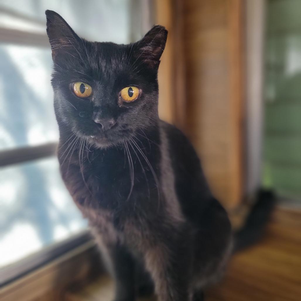 Enlarge Minta, a Adoptable Domestic Short Hair in Washoe Valley, NV image 2/2