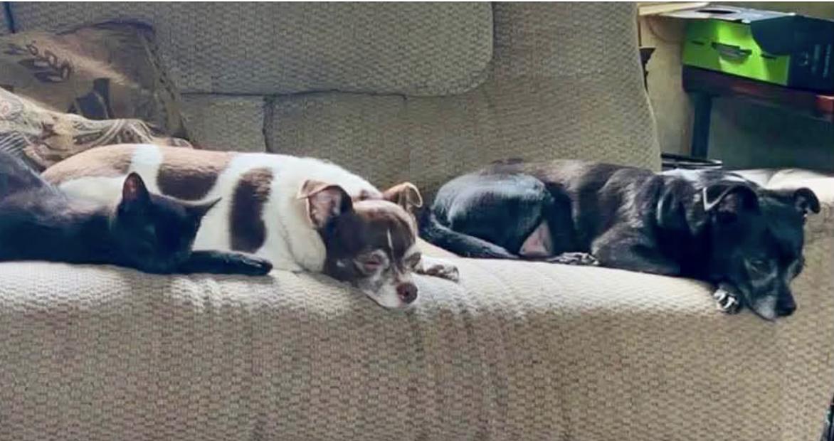 Harley & Jack - Bonded Pair, ADOPTABLE, Senior Male Chihuahua.