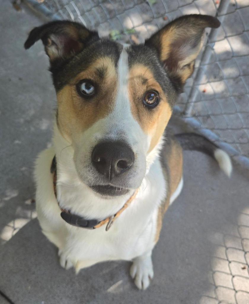 Rocco, Adoptable, Adult Male Husky & Mixed Breed.