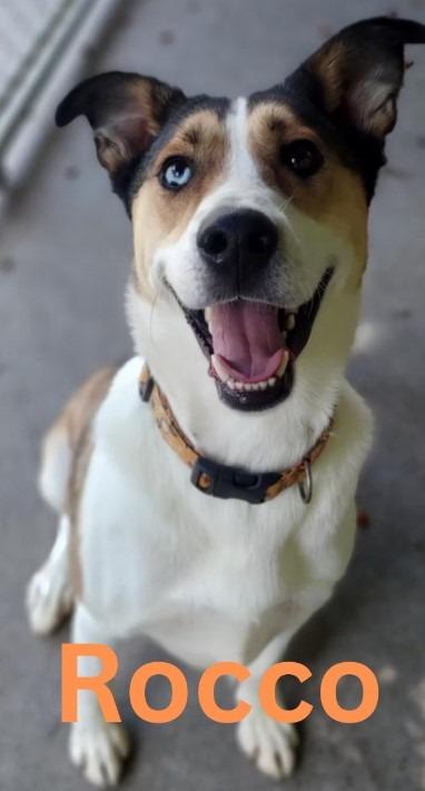 Enlarge Rocco, a Adoptable mixed breed image 2/5