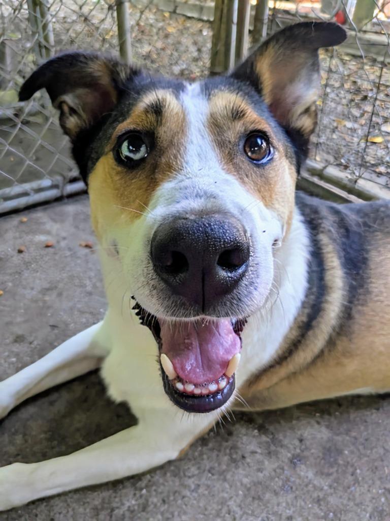 Enlarge Rocco, a Adoptable mixed breed image 3/5