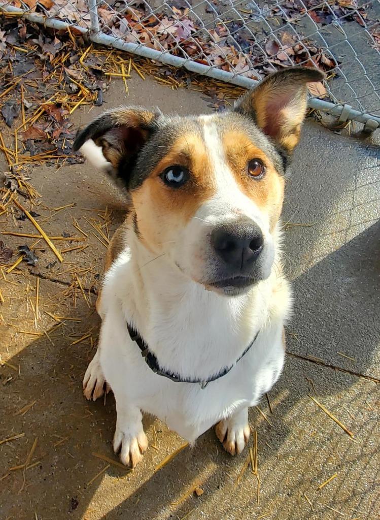 Enlarge Rocco, a Adoptable mixed breed image 4/5