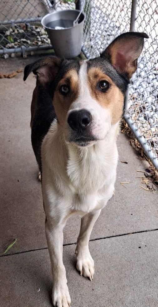 Enlarge Rocco, a Adoptable mixed breed image 5/5