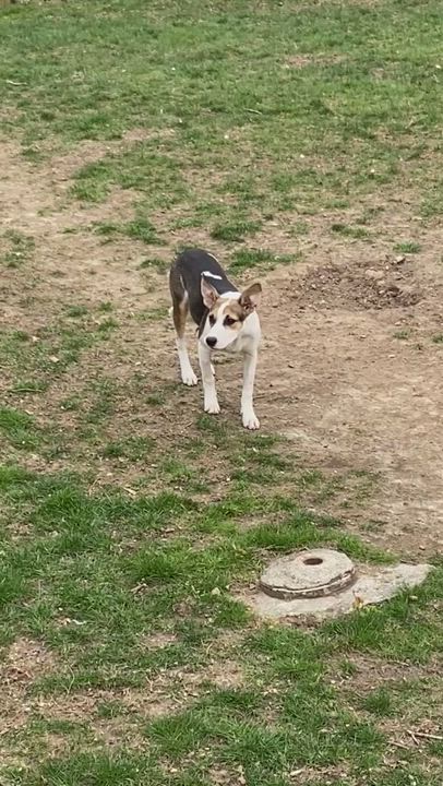 Enlarge Beyonce, a Adopted mixed breed in Sandwich, MA video 6/11