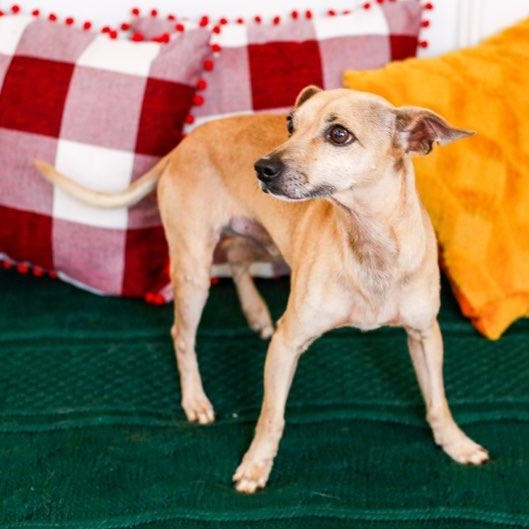 Enlarge Carino, a ADOPTABLE mixed breed in Greenville, SC image 2/5