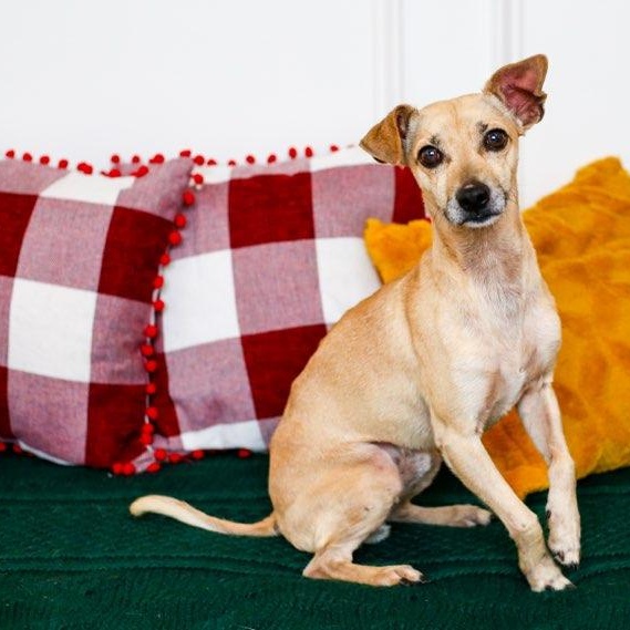 Carino, ADOPTABLE, Adult Male Chihuahua.