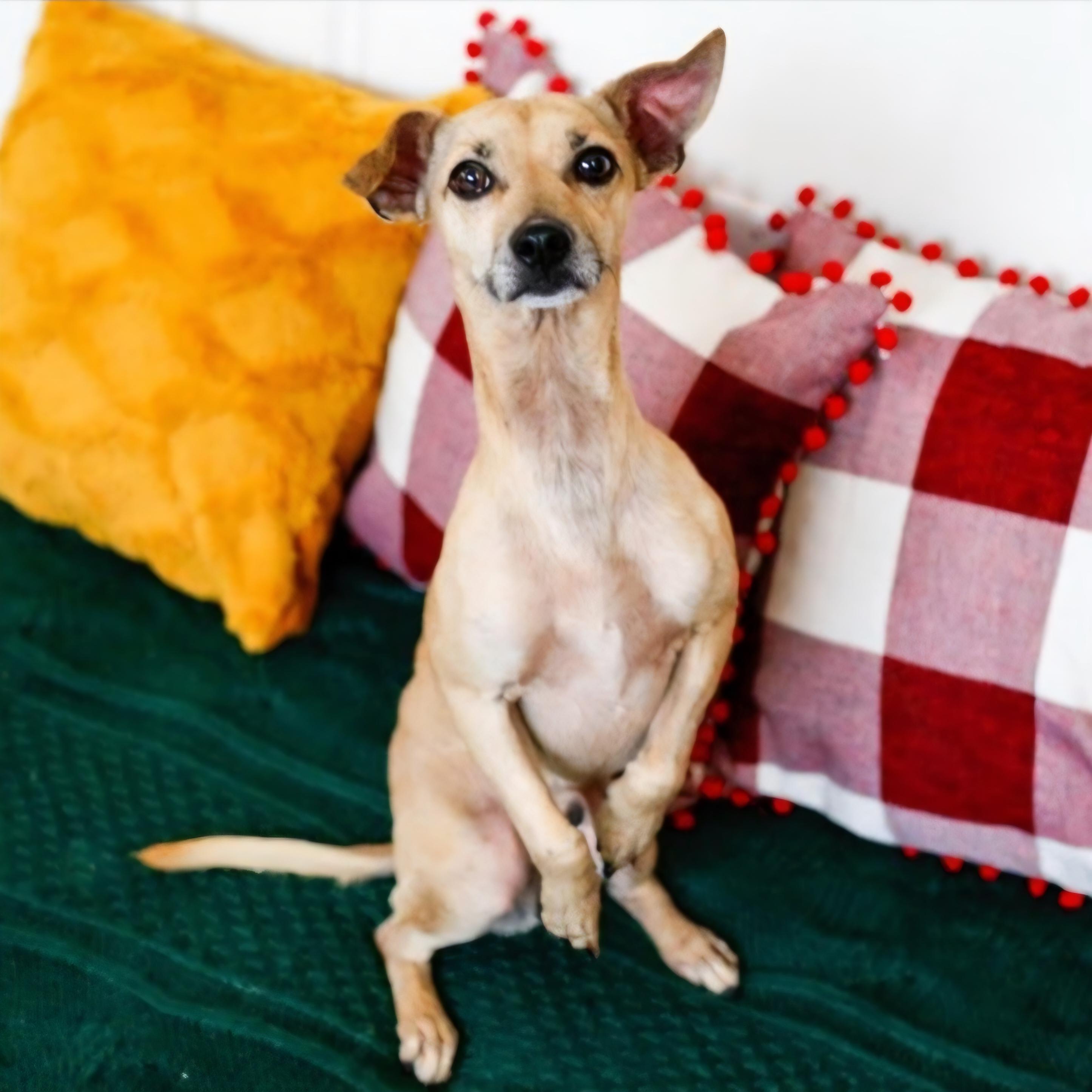 Enlarge Carino, a ADOPTABLE mixed breed in Greenville, SC image 5/5