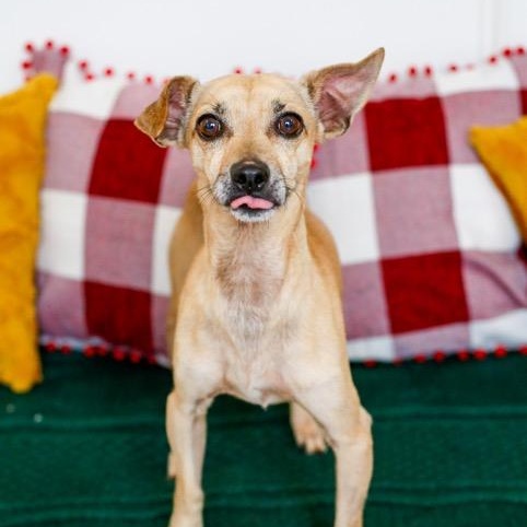 Enlarge Carino, a ADOPTABLE mixed breed in Greenville, SC image 3/5
