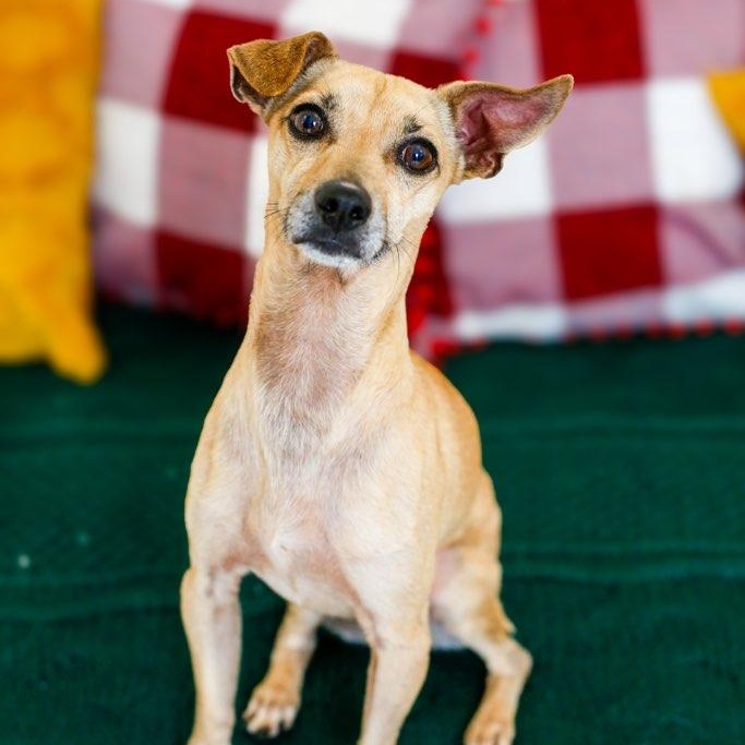 Enlarge Carino, a ADOPTABLE mixed breed in Greenville, SC image 4/5